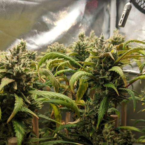 Amnesia Hy-Pro growlog timeline photo
