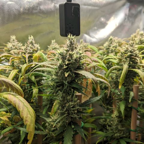 Amnesia Hy-Pro growlog timeline photo