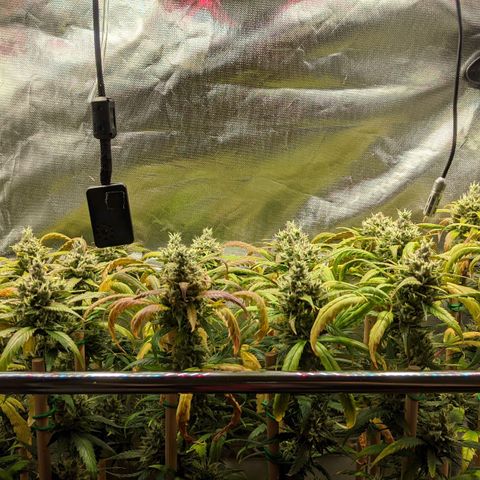 Amnesia Hy-Pro growlog timeline photo