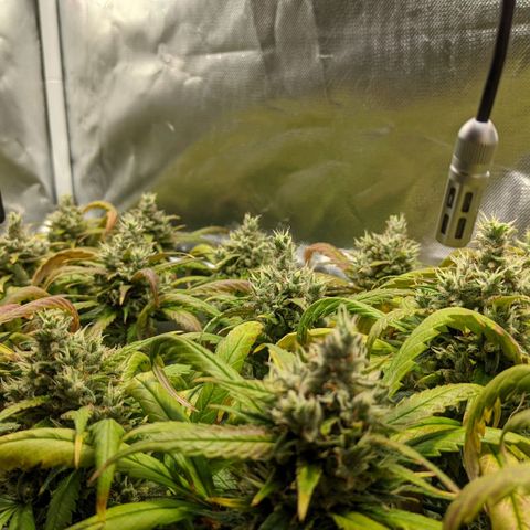 Amnesia Hy-Pro growlog timeline photo
