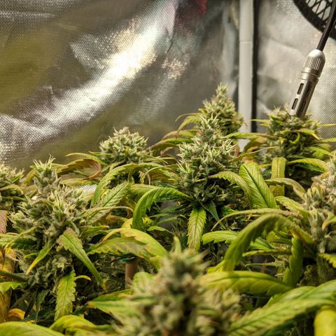 Amnesia Hy-Pro growlog timeline photo
