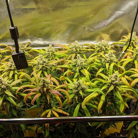 Amnesia Hy-Pro growlog timeline photo