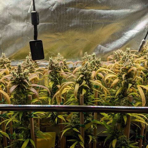 Amnesia Hy-Pro growlog timeline photo