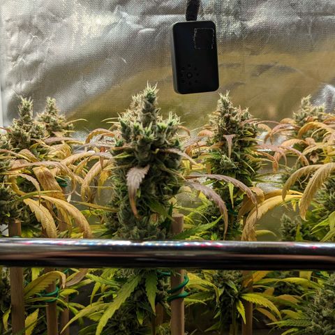 Amnesia Hy-Pro growlog timeline photo