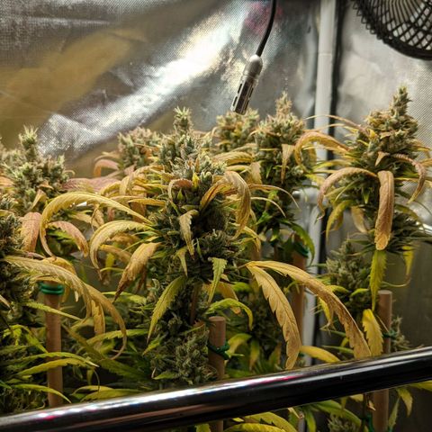 Amnesia Hy-Pro growlog timeline photo