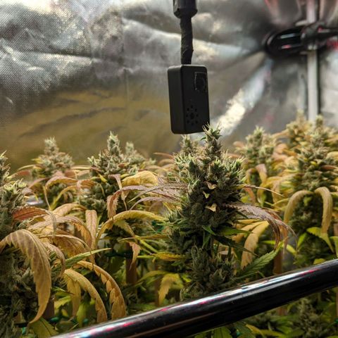 Amnesia Hy-Pro growlog timeline photo