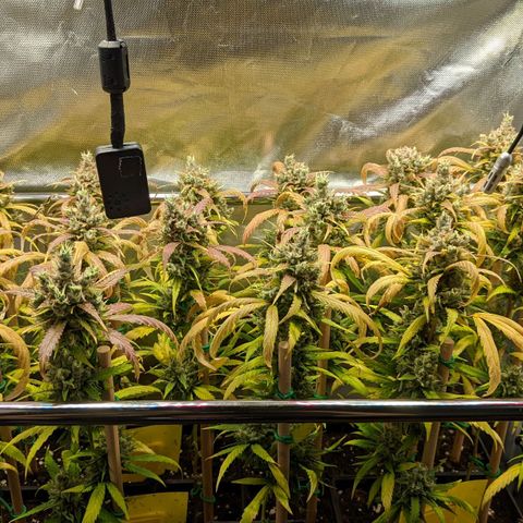 Amnesia Hy-Pro growlog timeline photo
