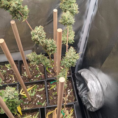 Amnesia Hy-Pro growlog timeline photo