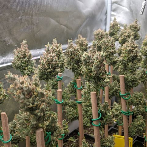 Amnesia Hy-Pro growlog timeline photo