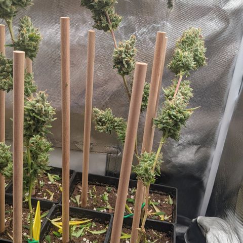Amnesia Hy-Pro growlog timeline photo