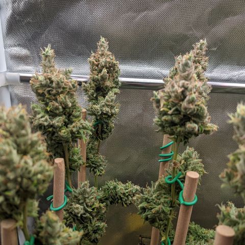 Amnesia Hy-Pro growlog timeline photo