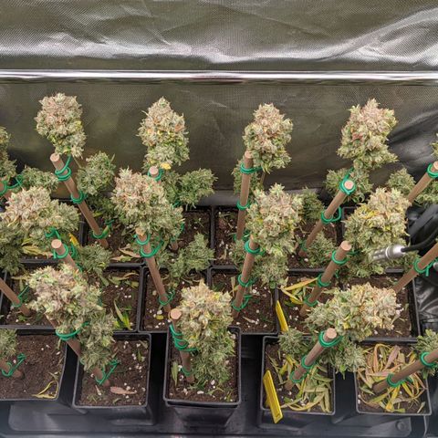Amnesia Hy-Pro growlog timeline photo