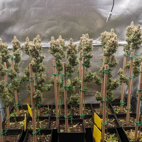 Amnesia Hy-Pro growlog timeline photo