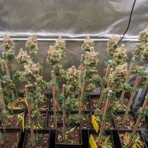 Amnesia Hy-Pro growlog timeline photo