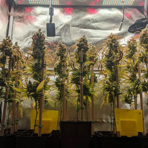 Amnesia Hy-Pro growlog timeline photo