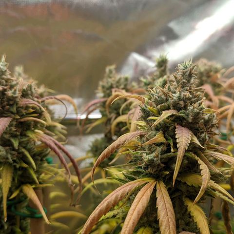 Amnesia Hy-Pro growlog timeline photo