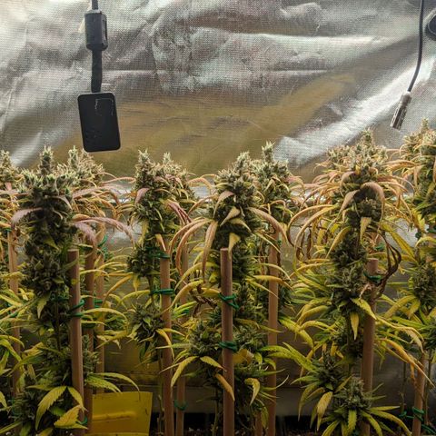 Amnesia Hy-Pro growlog timeline photo