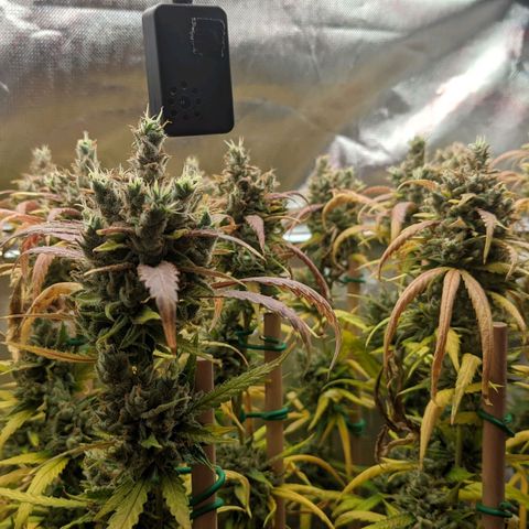 Amnesia Hy-Pro growlog timeline photo