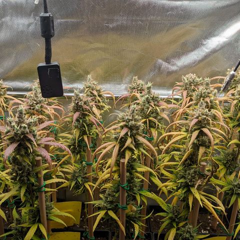 Amnesia Hy-Pro growlog timeline photo