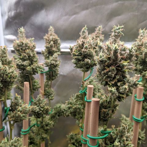 Amnesia Hy-Pro growlog timeline photo