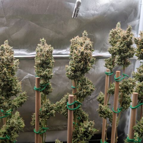 Amnesia Hy-Pro growlog timeline photo