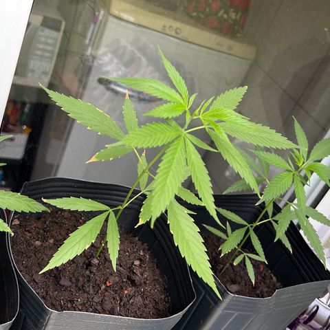 Prensa Dinho growlog photo: ☺️☺️