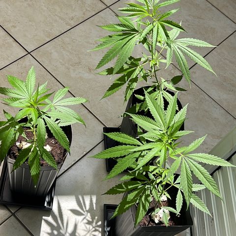 Prensa Dinho growlog photo: Crescendo 🙂