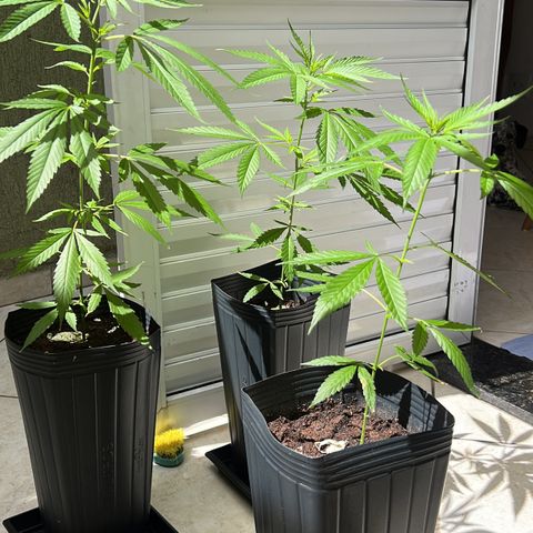 Prensa Dinho growlog photo: Crescendo 🙂