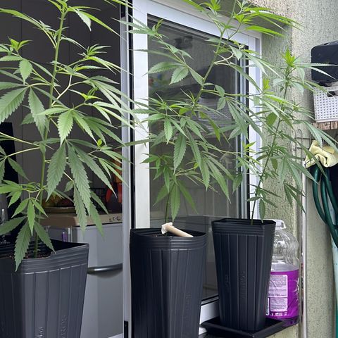 Prensa Dinho growlog timeline photo