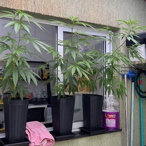 Prensa Dinho growlog timeline photo
