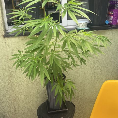 Prensa Dinho growlog timeline photo