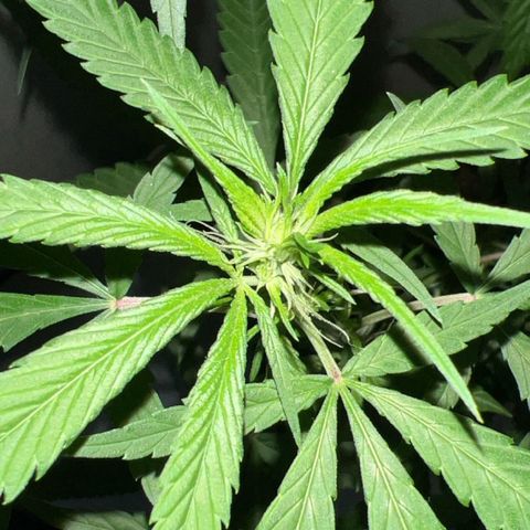 Prensa Dinho growlog photo: 2 Fêmeas 😍