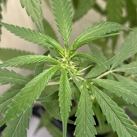 Prensa Dinho growlog photo: 2 Fêmeas 😍