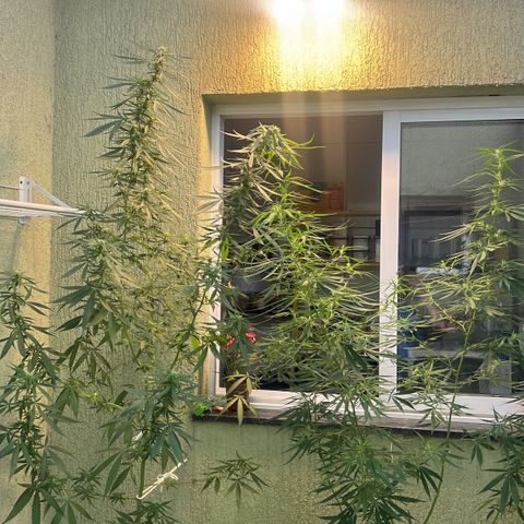Prensa Dinho growlog photo: Ficaram 2 
Macho sacrifiquei.