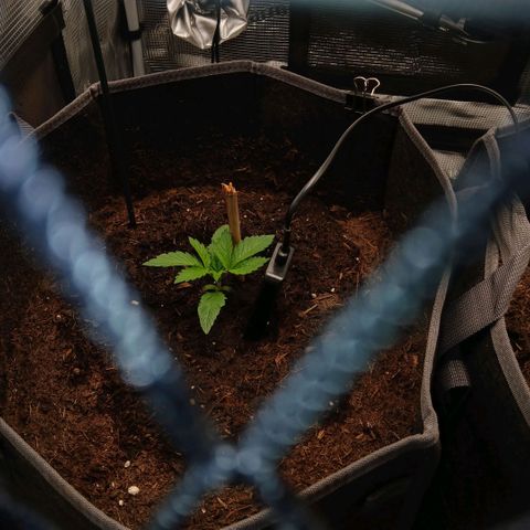 Blue-zushi growlog timeline photo