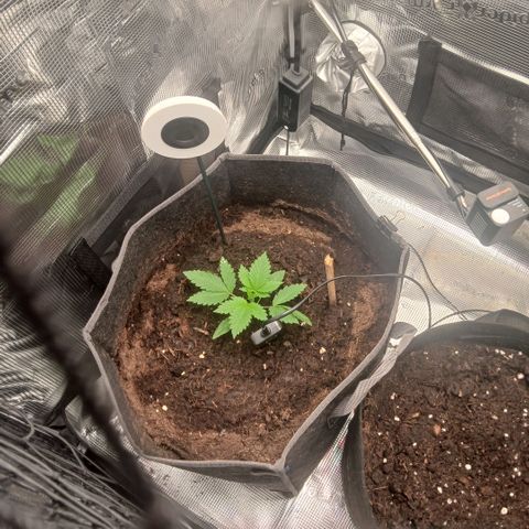 Blue-zushi growlog timeline photo