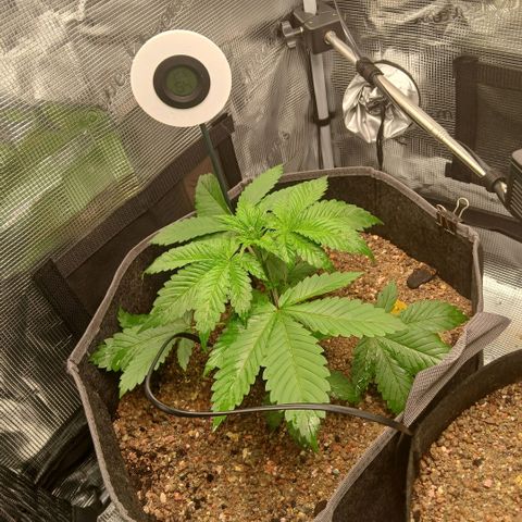 Blue-zushi growlog timeline photo