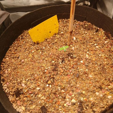 Green Poison ( Experiment SpF/L1 ) growlog timeline photo