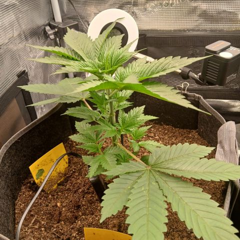 Blue-zushi growlog timeline photo
