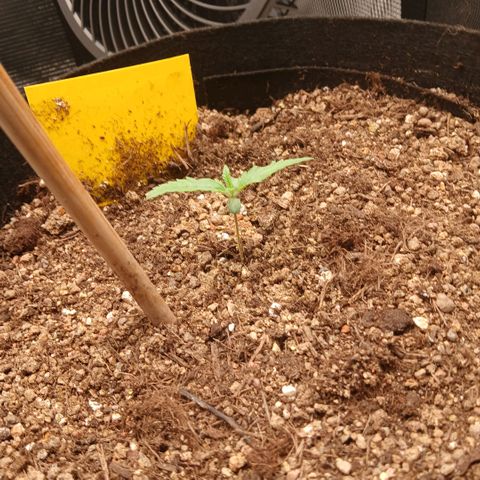 Green Poison ( Experiment SpF/L1 ) growlog timeline photo