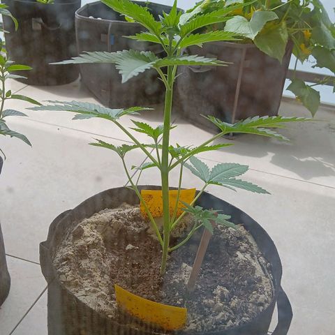 Green Poison ( Experiment SpF/L1 ) growlog timeline photo