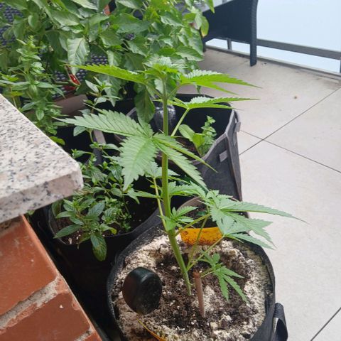 Green Poison ( Experiment SpF/L1 ) growlog timeline photo