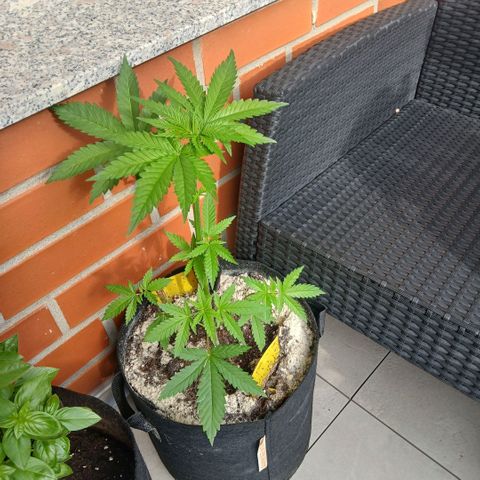 Green Poison ( Experiment SpF/L1 ) growlog timeline photo