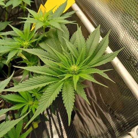Blue-zushi growlog timeline photo