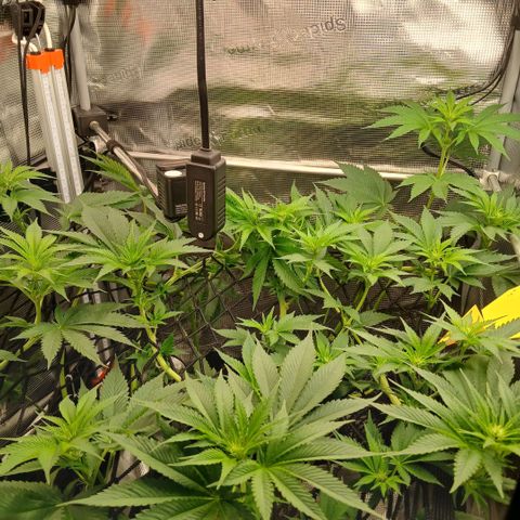 Blue-zushi growlog timeline photo