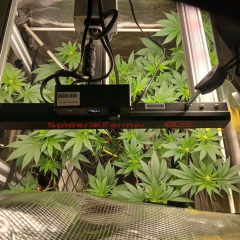 Blue-zushi growlog timeline photo