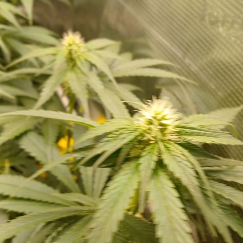 Blue-zushi growlog timeline photo