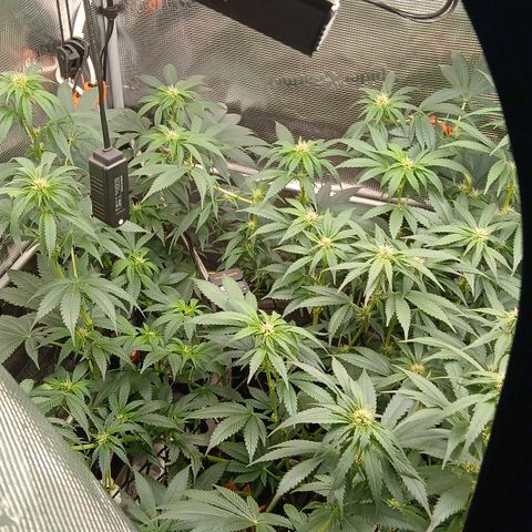 Blue-zushi growlog timeline photo