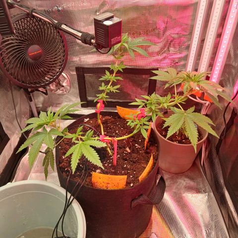Green Poison ( Experiment SpF/L1 ) growlog timeline photo