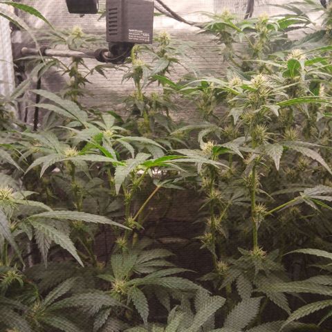 Blue-zushi growlog timeline photo